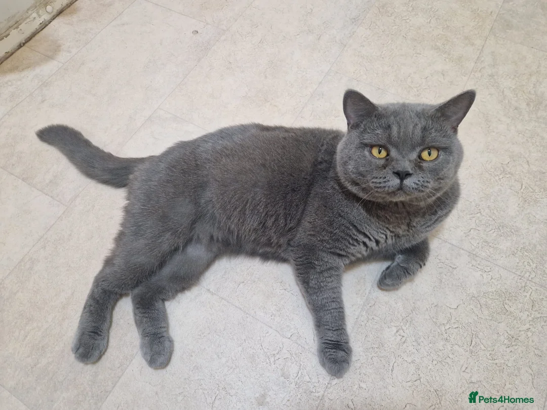 British Shorthair cats for stud: British shorthair for STUD only in Rugby - Advert 1