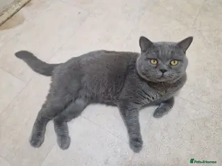 British Shorthair cats British shorthair for STUD only - Advert 1