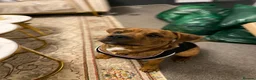 Mixed Breed dogs for sale: Katsu - Advert 1