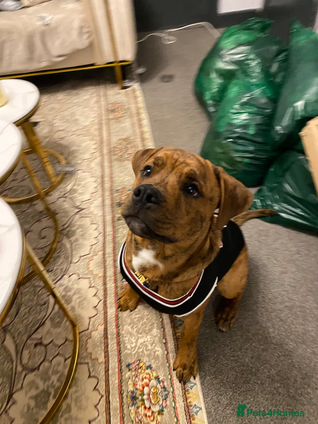 Mixed Breed dogs for sale: Katsu - Advert 1