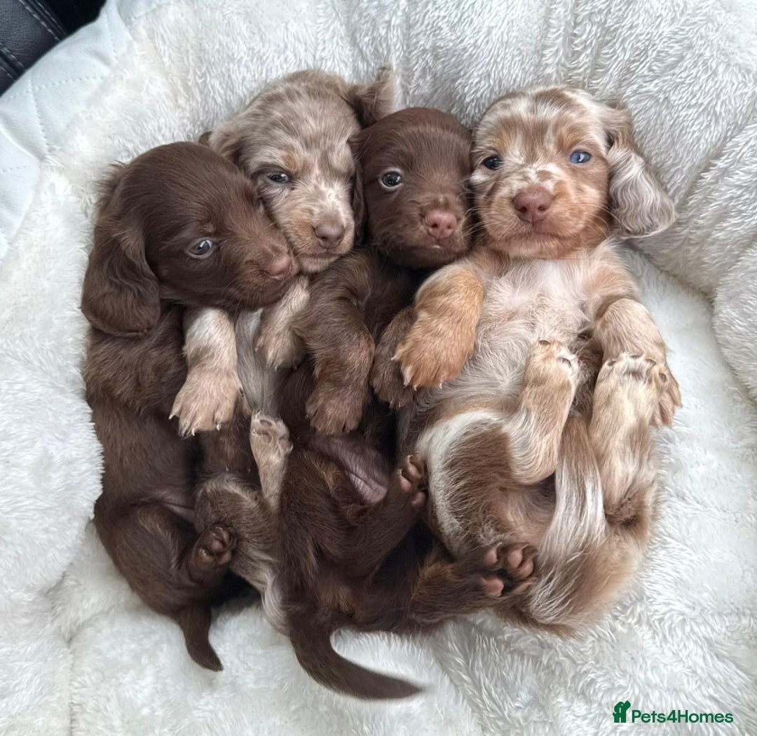Miniature Dachshund dogs for stud: ✨HECTOR✨ MINI LONG HAIRED✨ CHOCOLATE DAPPLE ✨ - Advert 11