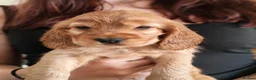 Cocker Spaniel dogs for sale: kC registered show-type cocker spaniel puppies - Advert 5