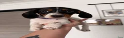 Dachshund dogs for sale: 4 adorable small dachshund girls available  - Advert 5