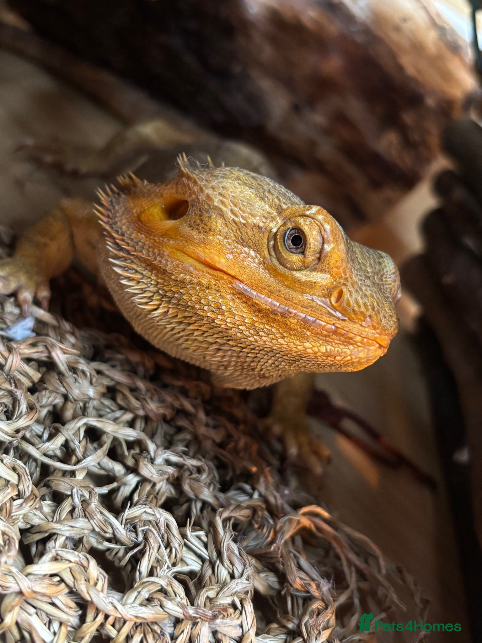 Dragon reptiles Bearded dragon  - Advert 15