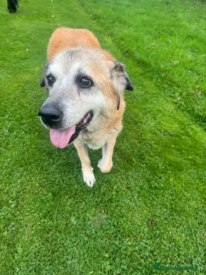 Mixed Breed dogs ROSIE 11 yrs large gentle, kind, calm, so friendly - Advert 1