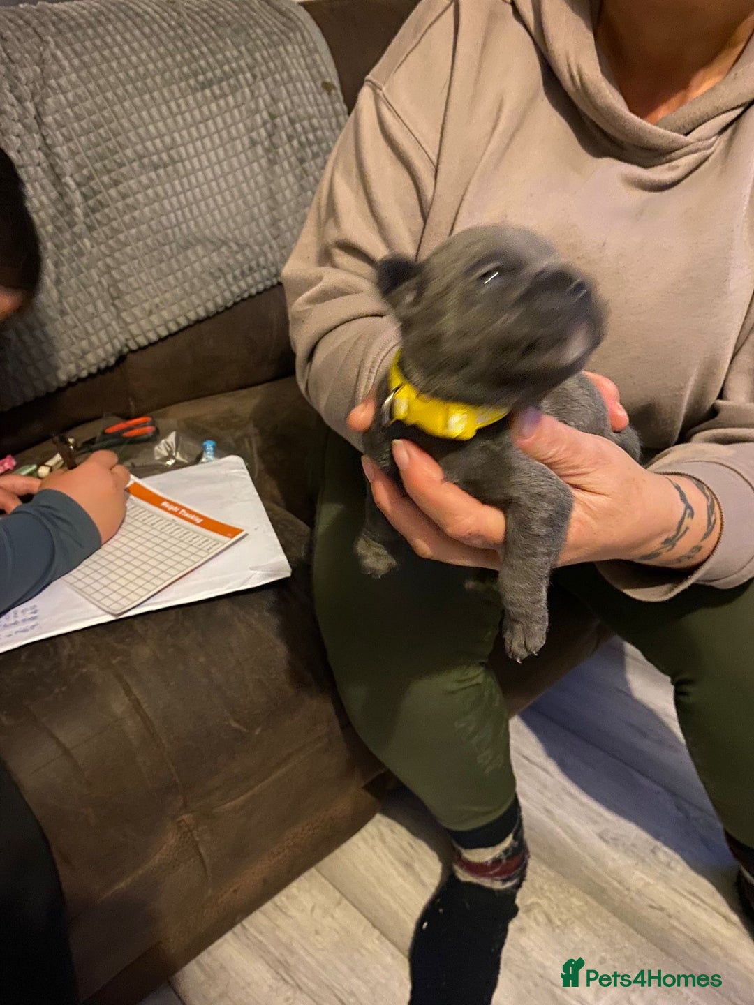 Staffordshire Bull Terrier dogs for sale: Blue pups  - Advert 15