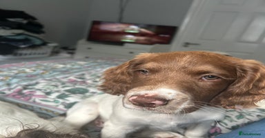 English Springer Spaniel dogs - Advert 4