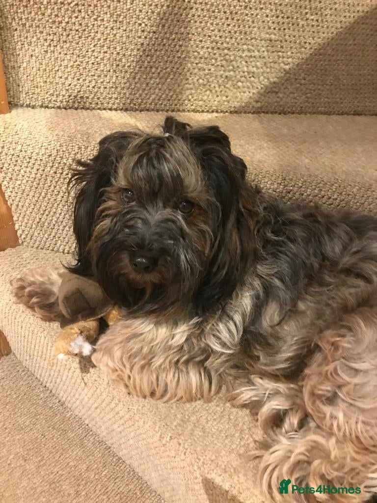 Mixed Breed dogs Havatoodle Pups - Advert 2