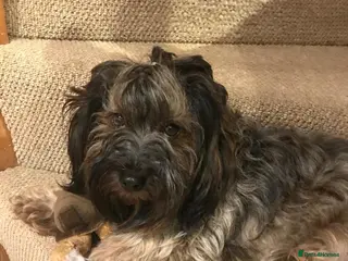 Mixed Breed dogs Havatoodle Pups - Advert 2