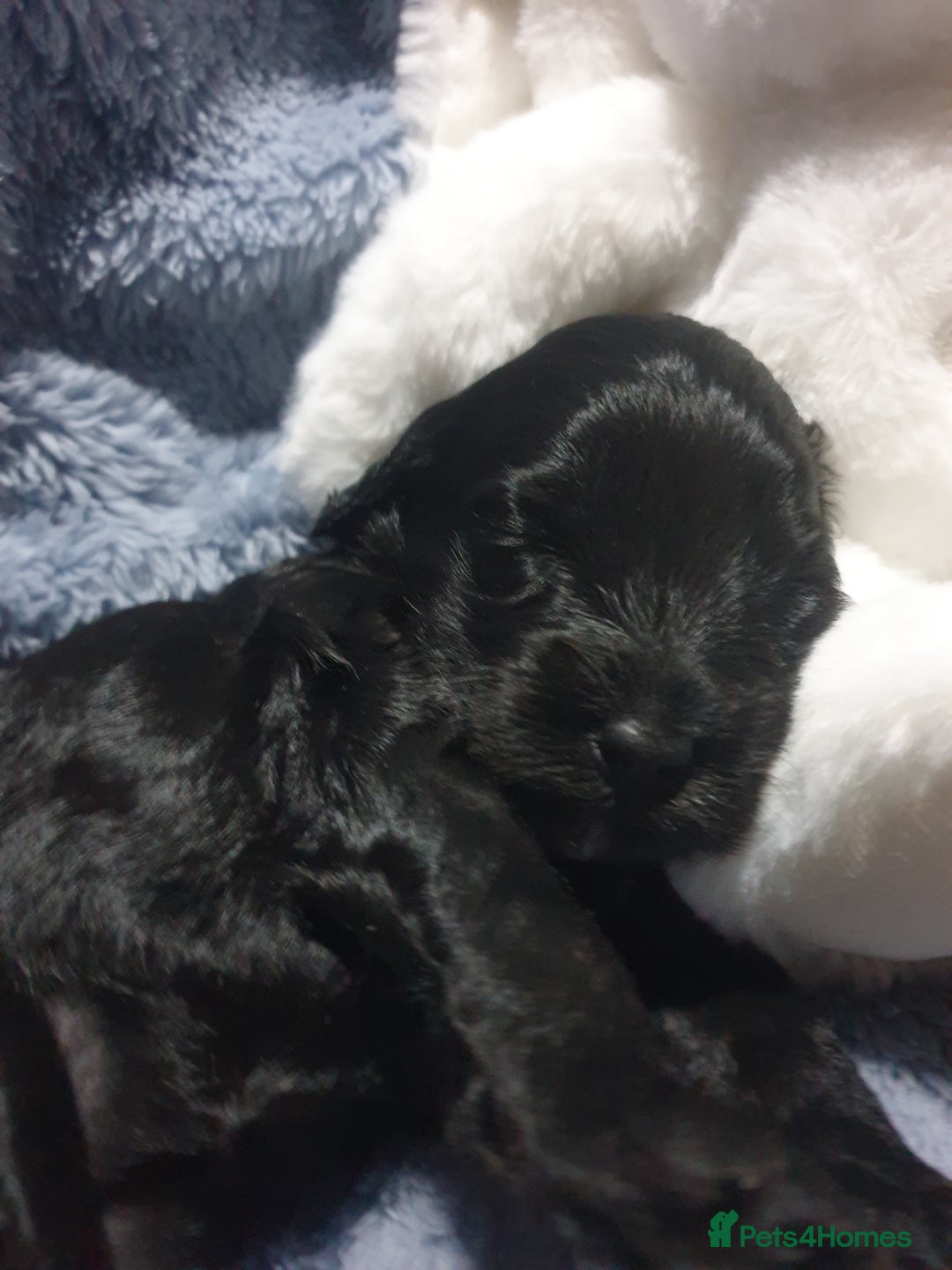 Jackapoo dogs for sale: Jackapoo x Asian toy poodle F1B - Image 3