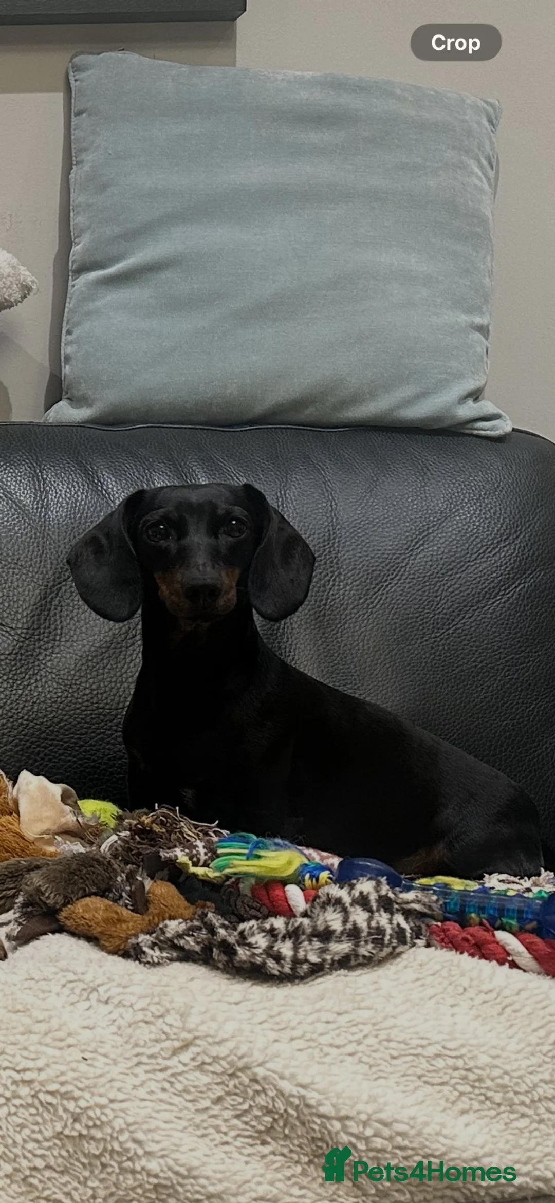 Miniature Dachshund dogs for sale: ⭐️SOLD⭐️ Lovely Black and Tan Brindle bitch - Advert 2