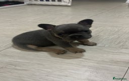 French Bulldog dogs for sale: Beautiful frenchbulldog puppies  - Image 3