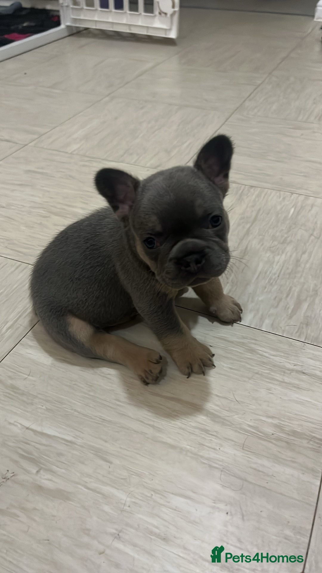 French Bulldog dogs for sale: Beautiful frenchbulldog puppies  - Image 3