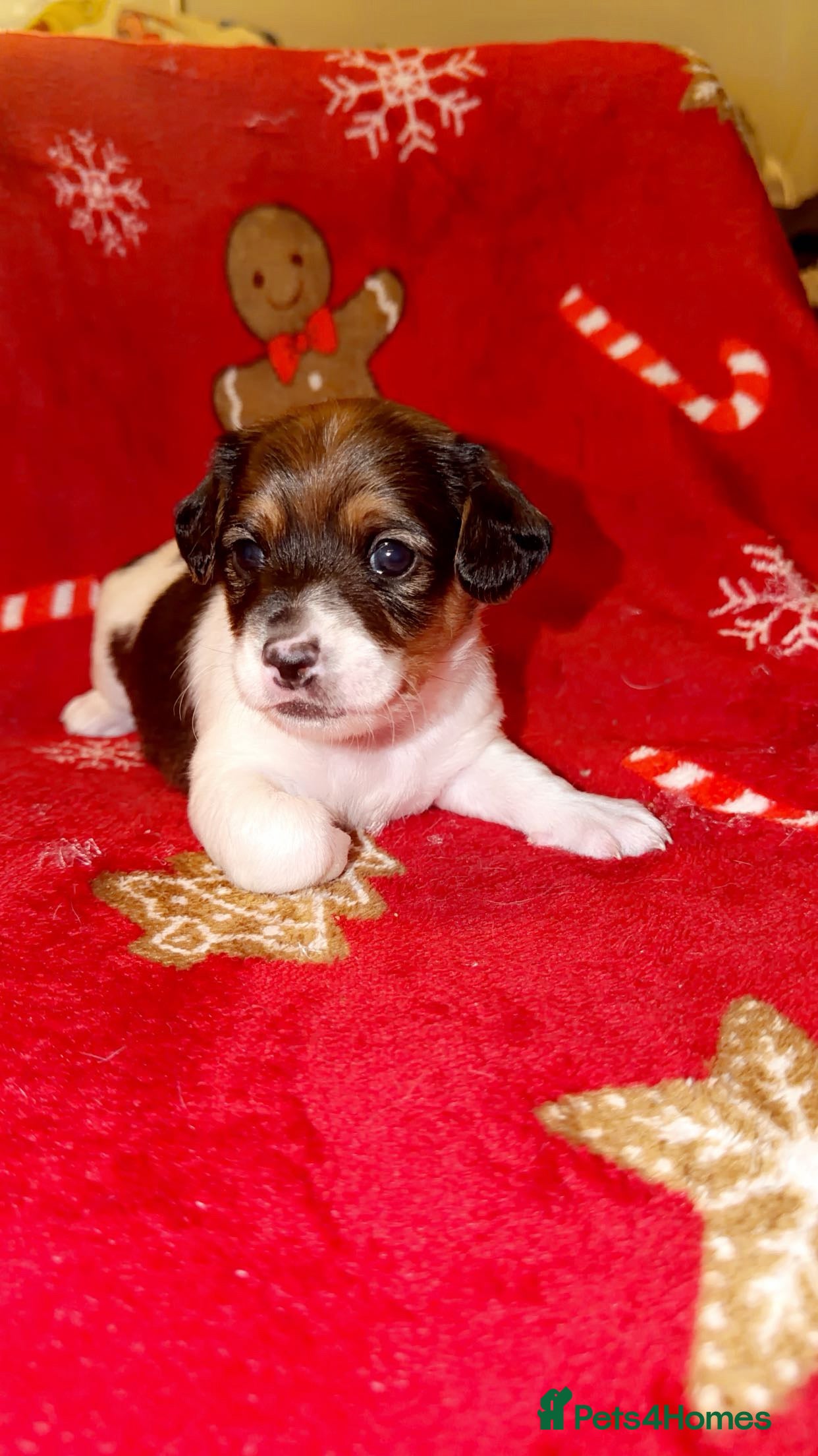 Jack Russell dogs Jack Russell puppies  - Advert 5