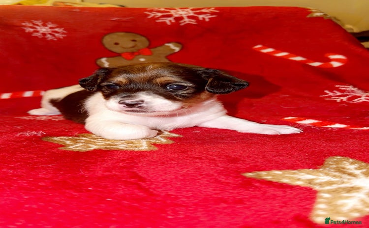 Jack Russell dogs Jack Russell puppies  - Advert 10