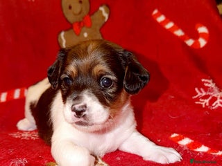 Jack Russell dogs Jack Russell puppies - Advert 10