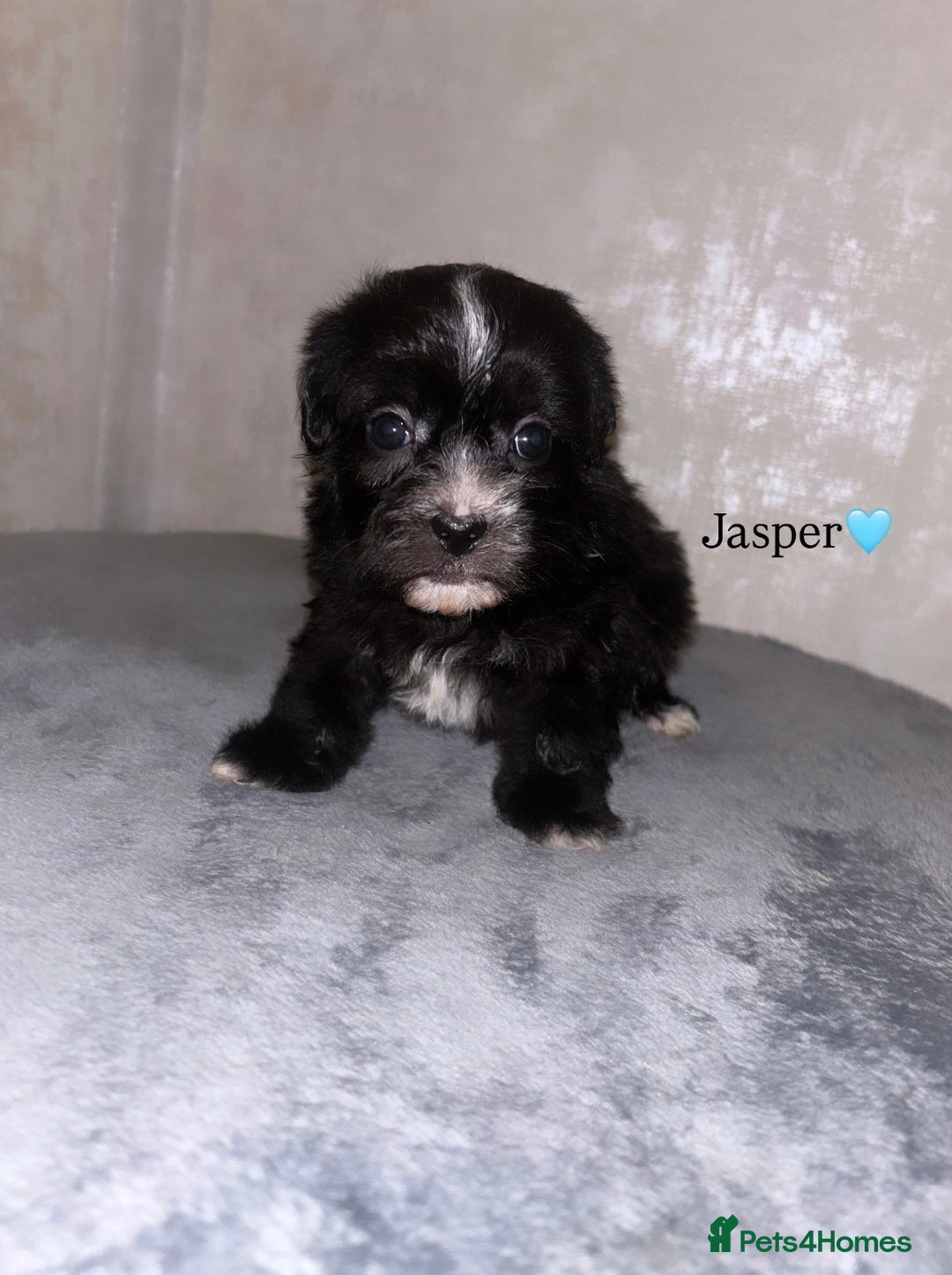 Shihpoo dogs for sale: Gorgeous Shihpoos for sale  - Advert 3