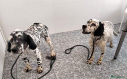 English Setter dogs for adoption: Ella  - Image 5
