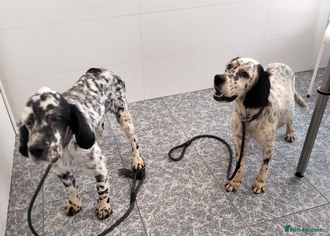 English Setter dogs for adoption: Ella  - Image 5