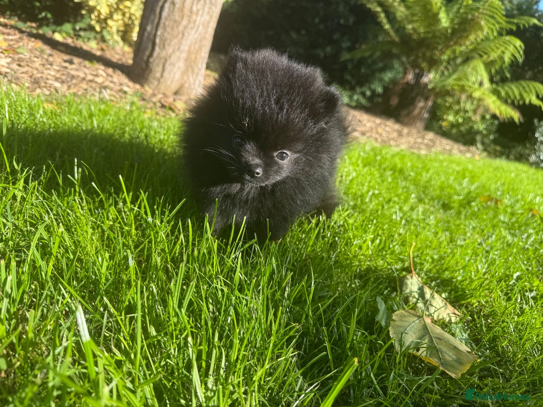 Pomeranian dogs for sale: 🧸🌈 Genuine Teddy Bear Poms Rainbow litter 🌈🧸 - Image 4