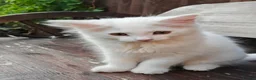 Mixed Breed cats for sale: Little cuties - Advert 12