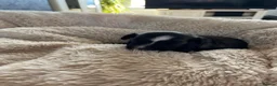 Chinese Crested dogs for sale: Lovely Chinese crested puppies for sale  - Advert 8