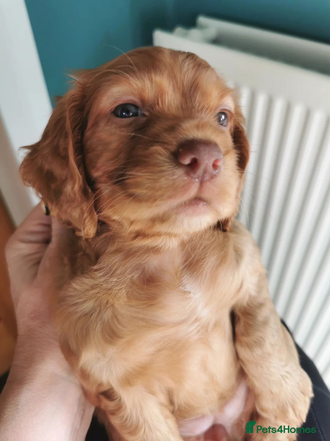 Cocker Spaniel dogs for sale: FTCH Pedigree Working Cocker Spaniels  - Advert 16