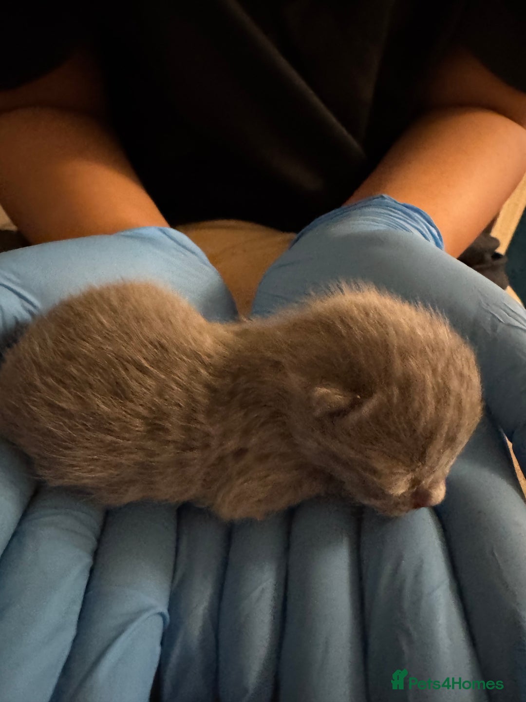 British Shorthair cats for sale: Beautiful British short hair kitten  - Image 4