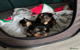 Yorkshire Terrier dogs for sale: Puppy  - Image 3