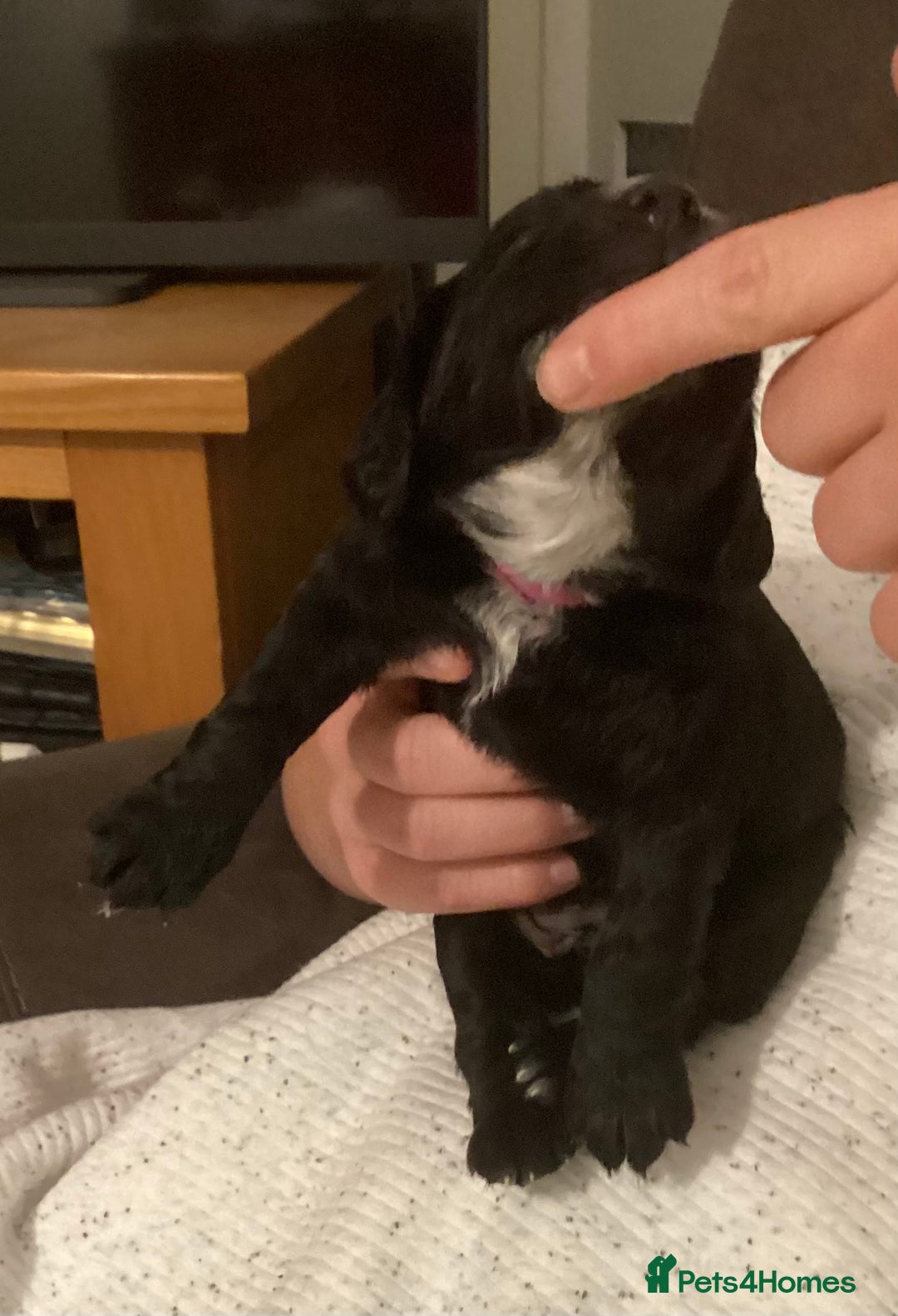 Cocker Spaniel dogs for sale: KC registered working cocker spaniel puppies  - Advert 27