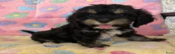 Cockapoo dogs for sale: Beautiful cockapoos 🐶🐶 ready now - Advert 20