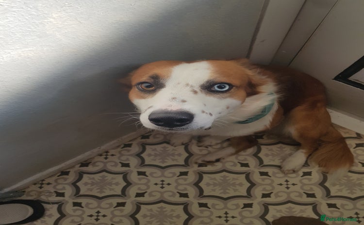 Mixed Breed dogs - Advert 6