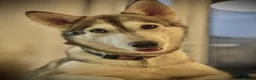 Siberian Husky dogs for sale: Beautiful Husky Girl - Advert 6