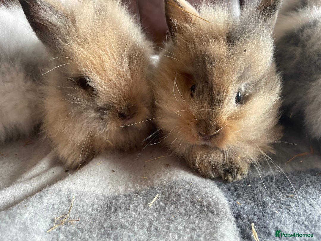 English Lop rabbits for sale: Beauitful Double Mane lop and dwarf double mane in Spalding - Image 4