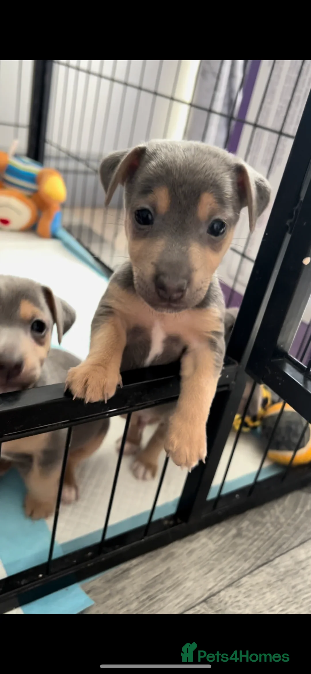 Gallery Image {{count}}