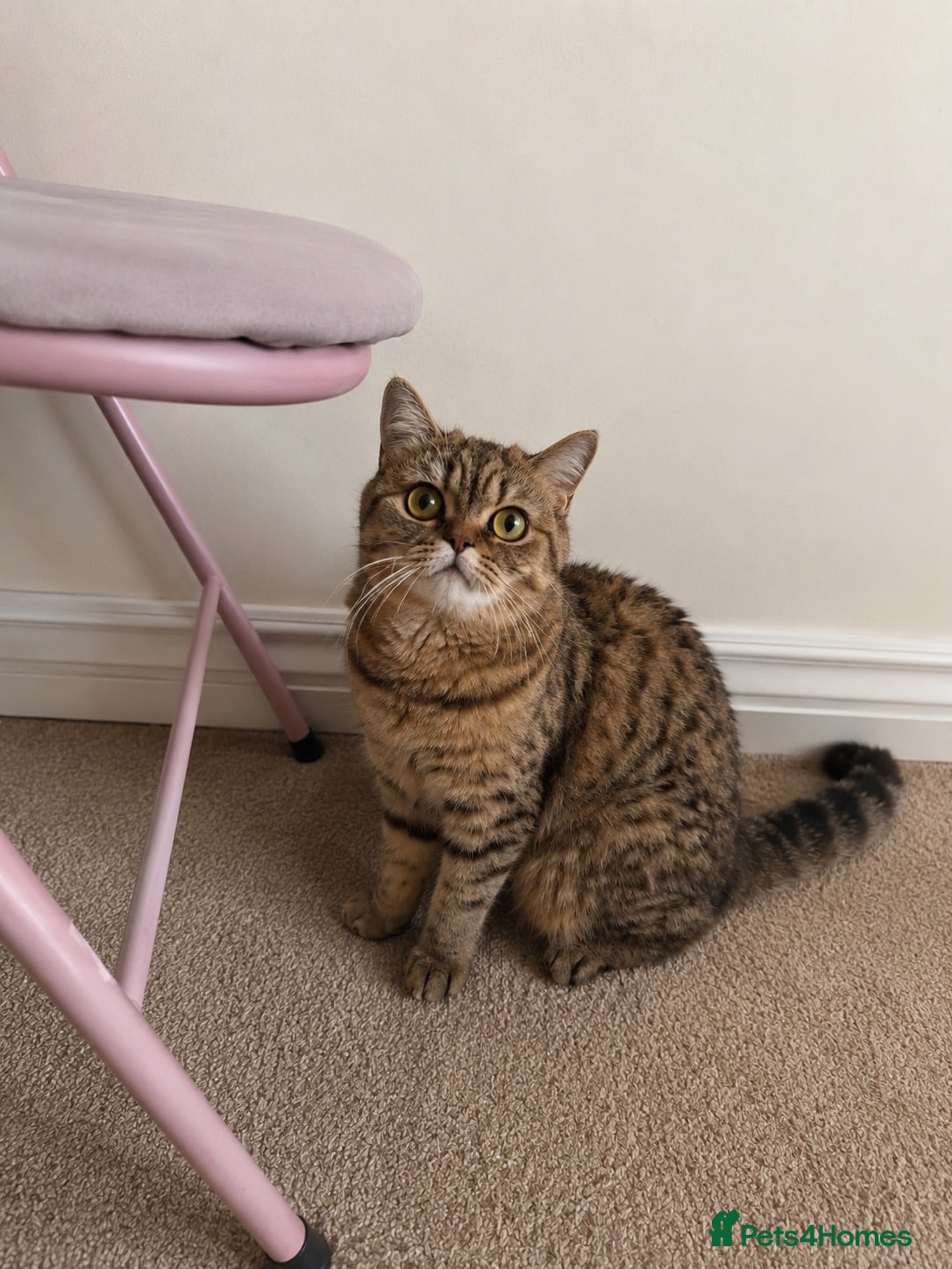 British Shorthair cats Beautiful british shorthair looking for a new home - Advert 1