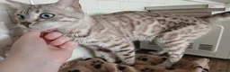 Bengal cats for sale: 3 Cats Need Loving Home - Advert 2