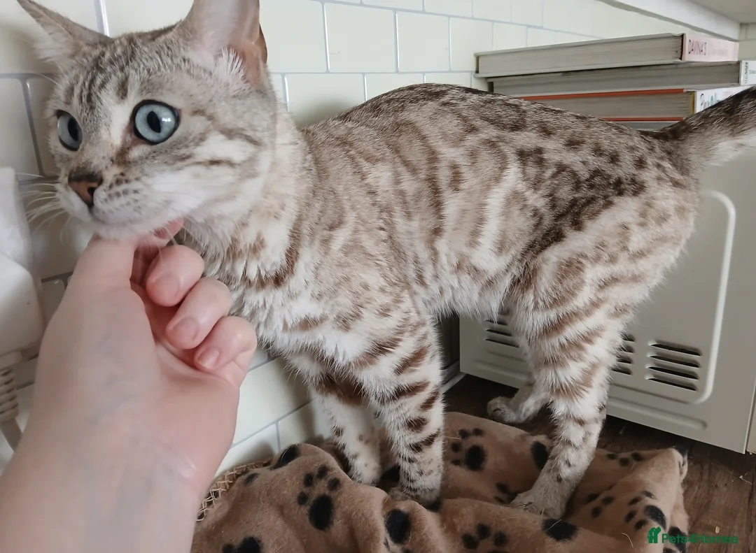 Bengal cats for sale: 3 Cats Need Loving Home - Advert 2