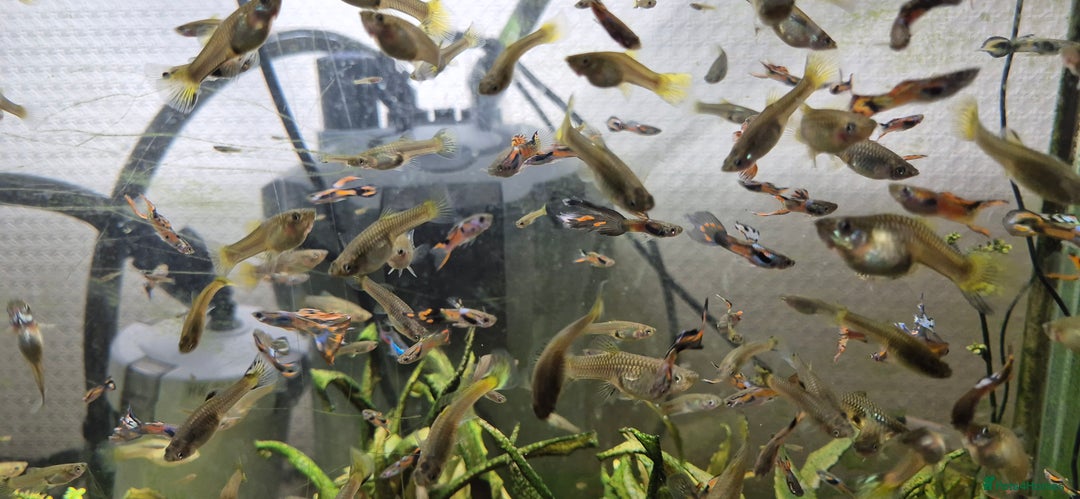 Other/Mixed Breed fish for sale: Beautiful Guppies for Sale price per one fish - Image 6