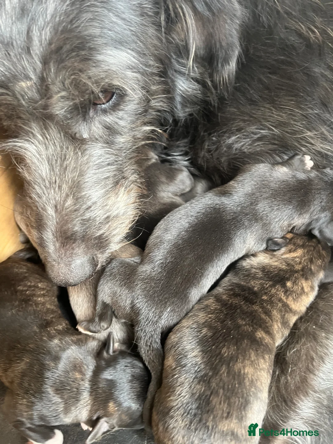 Lurcher dogs for sale: Bedlington/whippet lurcher puppies  - Advert 23