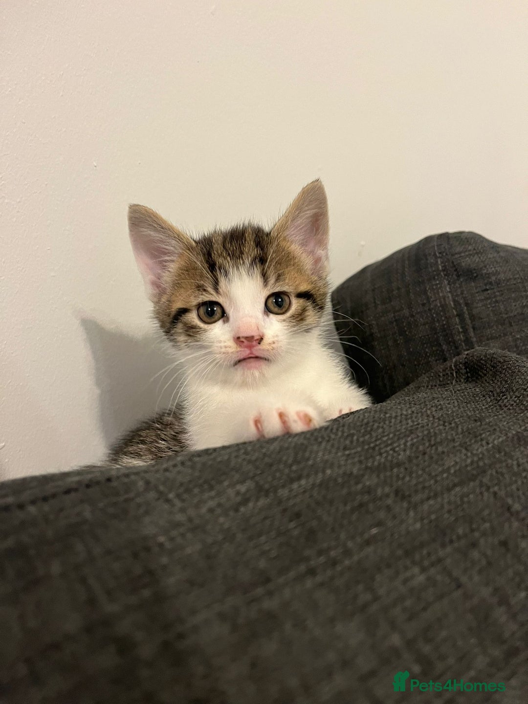 British Shorthair cats for sale: Beautiful playful kittens  - Advert 10