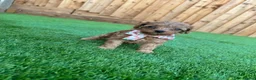 Cockapoo dogs for sale: Beautiful Cockapoo Puppies in Cardiff - Advert 7