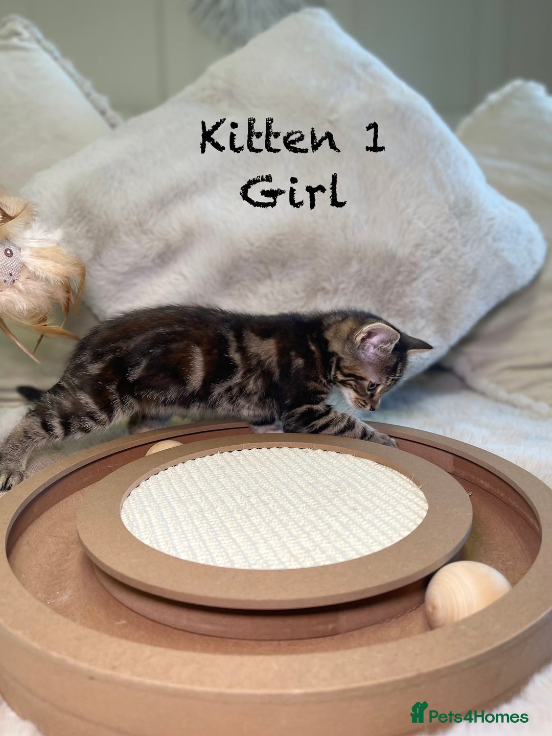 Mixed Breed cats for sale: Stunning kittens 8 weeks old ready now  - Advert 5