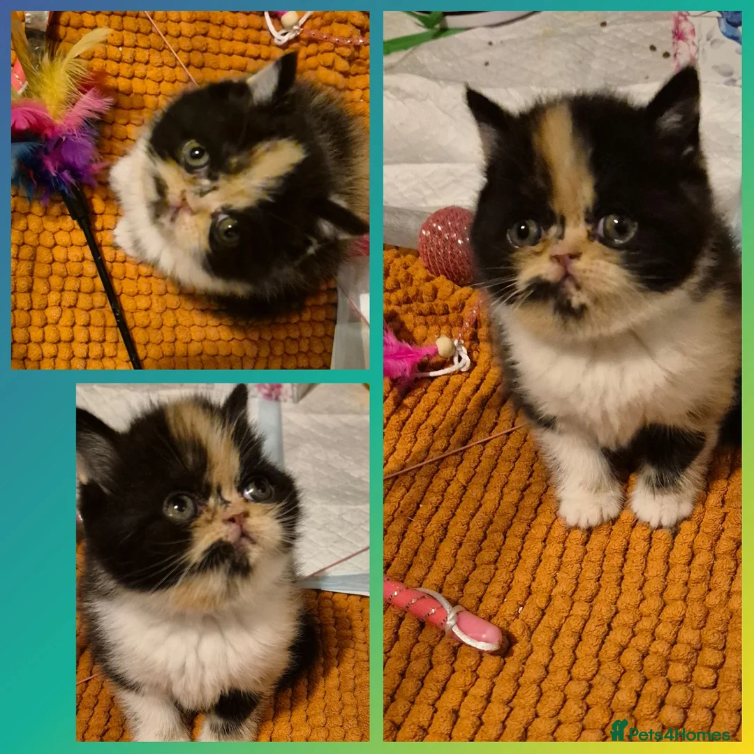 Persian cats for sale: Exotic Persian kittens  - Advert 2
