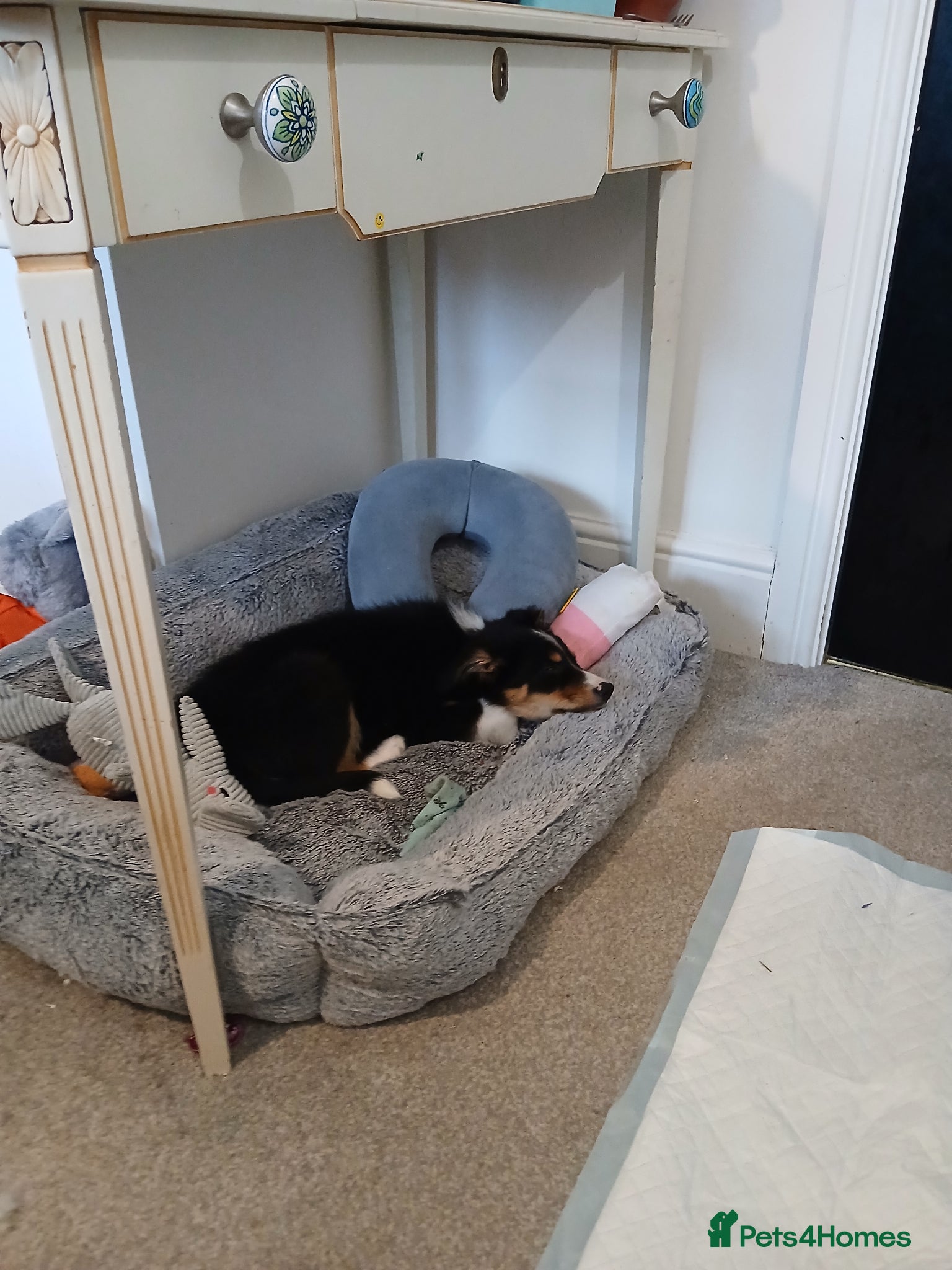 Border Collie dogs for sale: 10 week old puppy in Oswestry - Advert 4