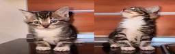 Mixed Breed cats for sale: Mixed breed kittens  in Stafford - Advert 6