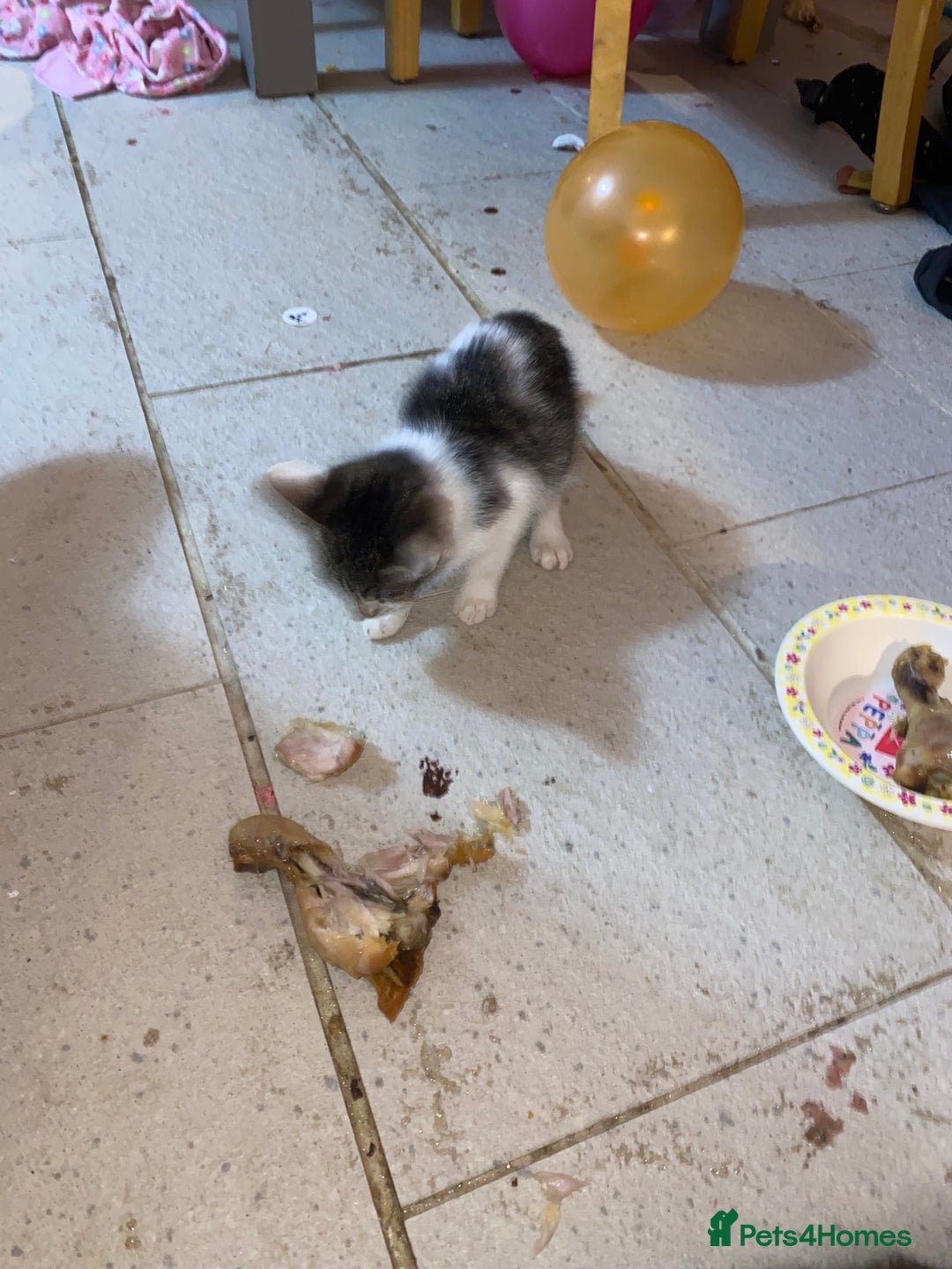 Mixed Breed cats for sale: kittens Bengal x microchipped flea/worm.insured.  - Image 20