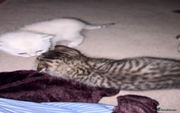 British Shorthair cats for sale: British short hair/persian mother - Image 3