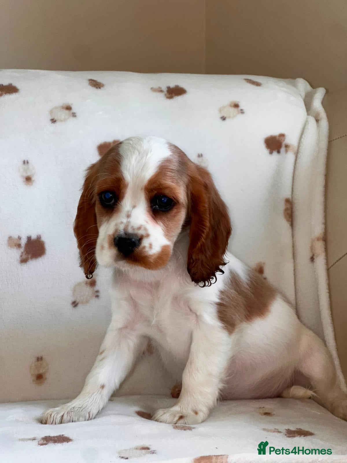 Cockalier dogs Cockalier puppies 🐶  - Advert 2