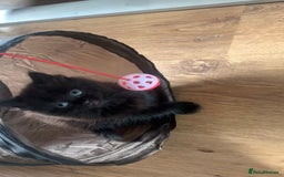 Persian cats for sale: Female Persian Kitten - Image 1